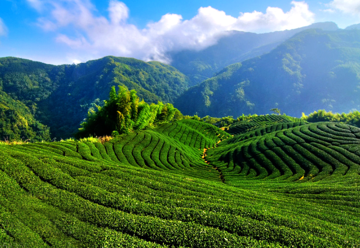 颜色发白的富硒茶