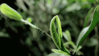 怎么泡紫阳富硒茶