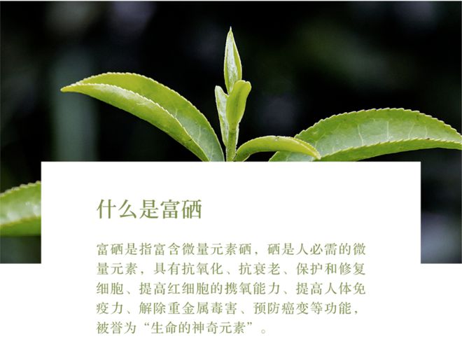 怎么泡紫阳富硒茶