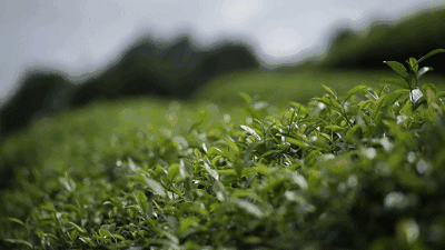 怎么泡紫阳富硒茶