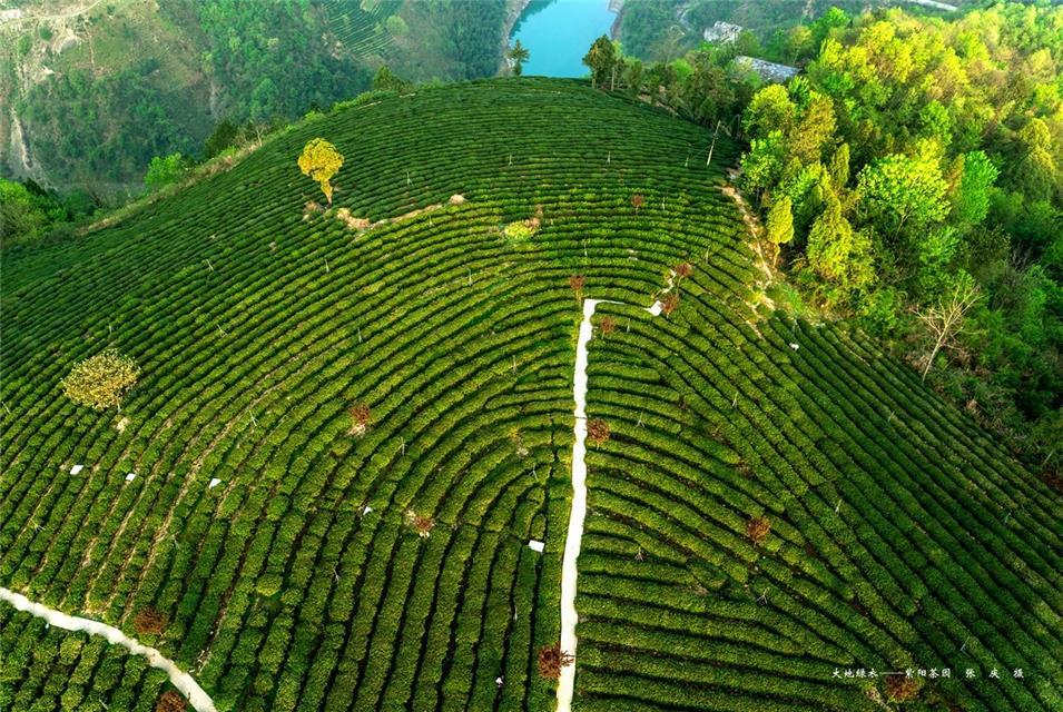 老茶农紫阳富硒茶