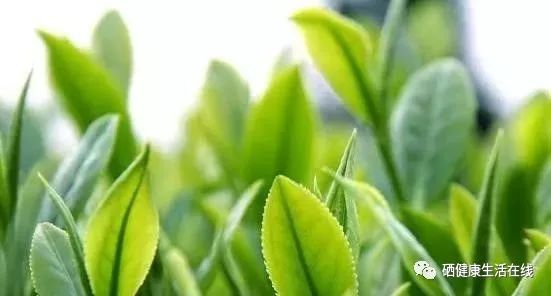 什么茶含富硒多糖