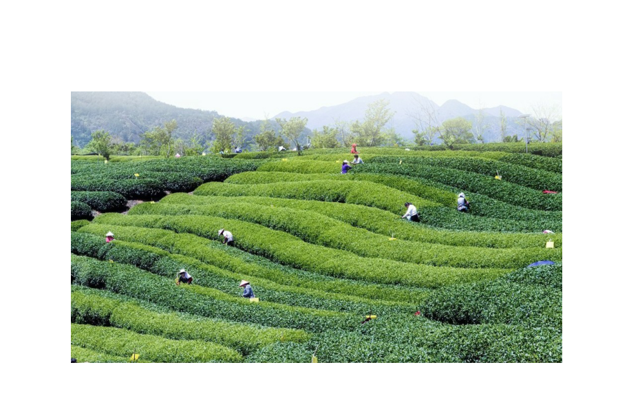 什么茶含富硒多糖