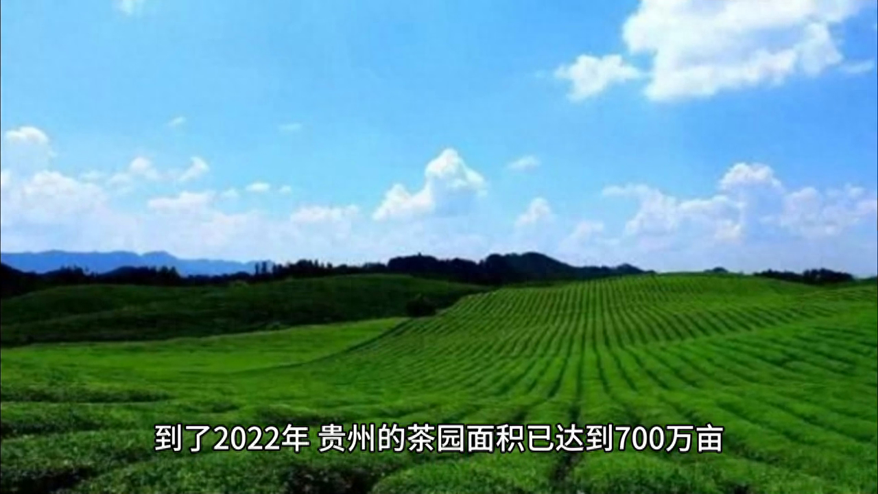 绍兴凤阳富锌硒茶