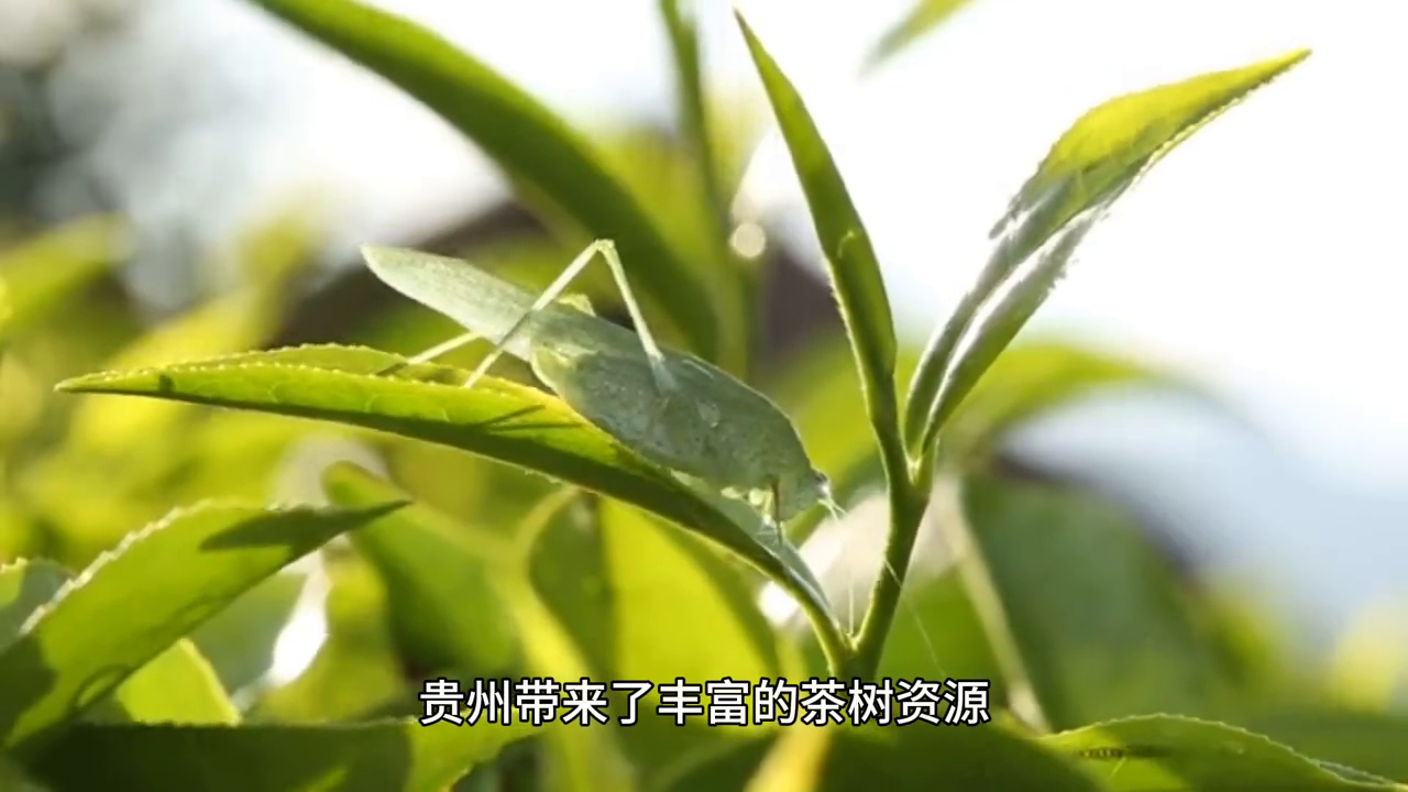 绍兴凤阳富锌硒茶