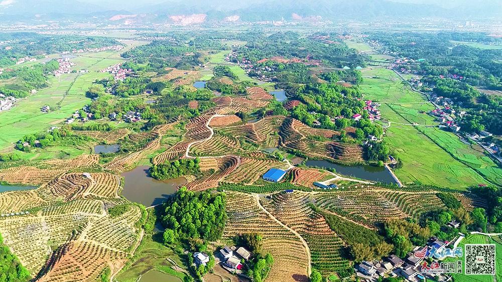 绍兴凤阳富锌硒茶