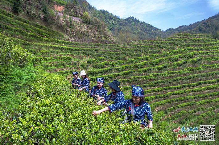 绍兴凤阳富锌硒茶