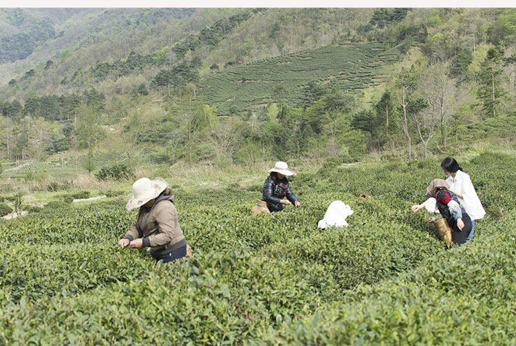 湖北富硒贡茶茗茶