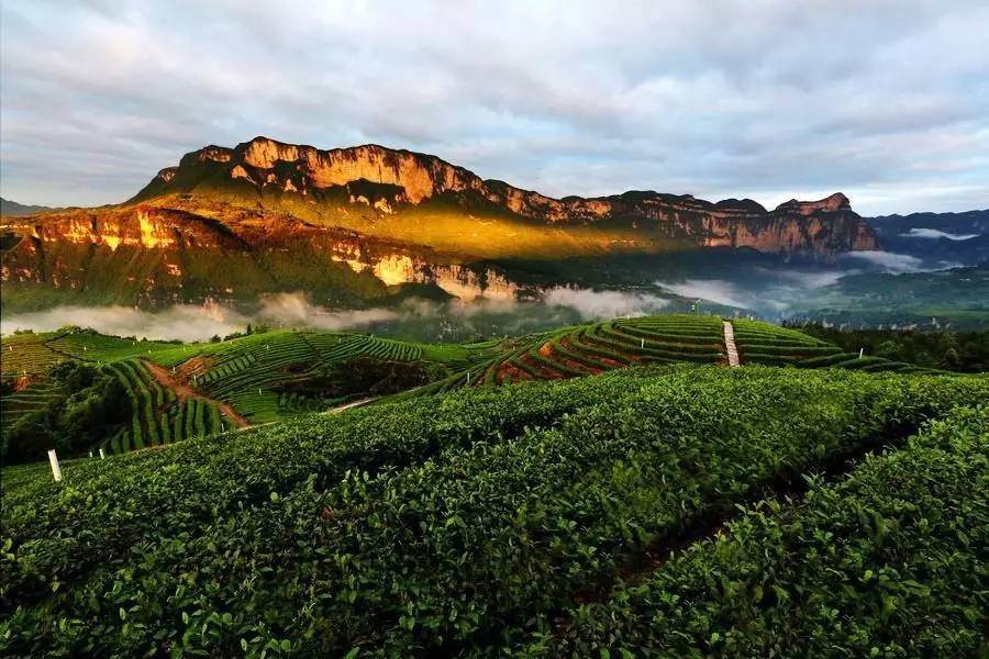 苏州好喝的富硒茶