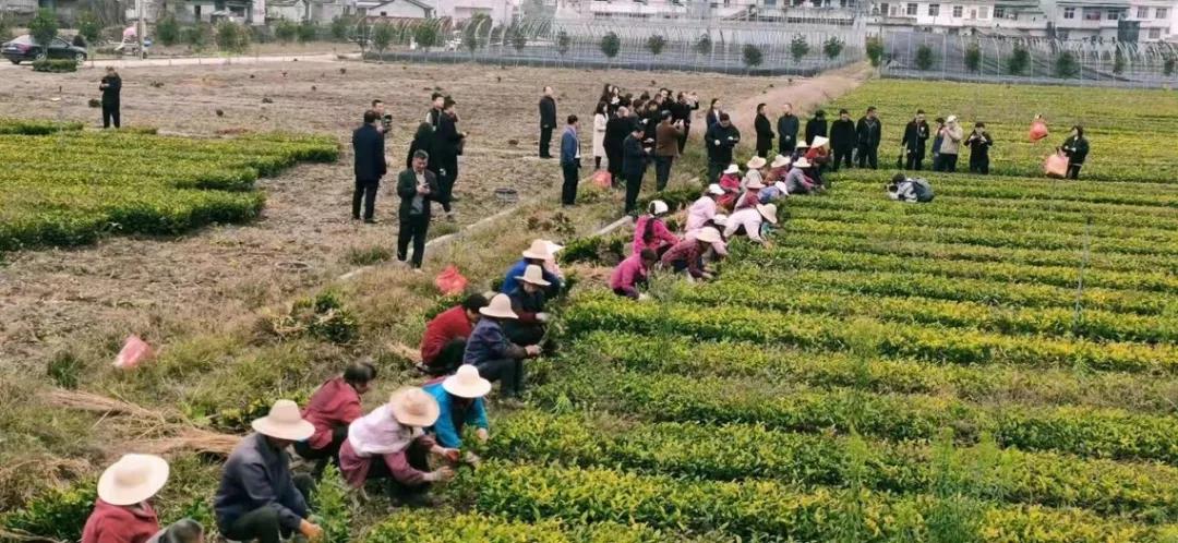 安康富硒茶的口感