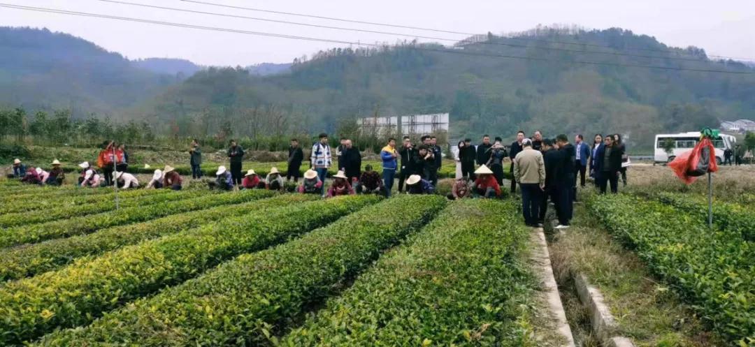 安康富硒茶的口感
