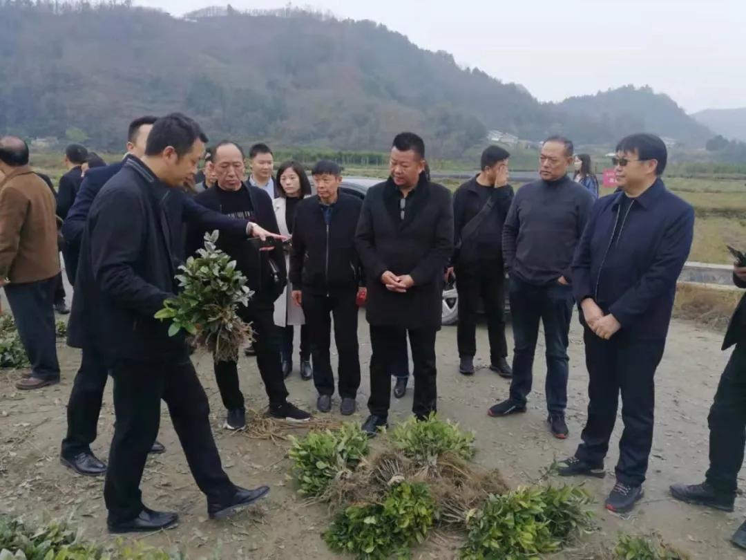 安康富硒茶的口感