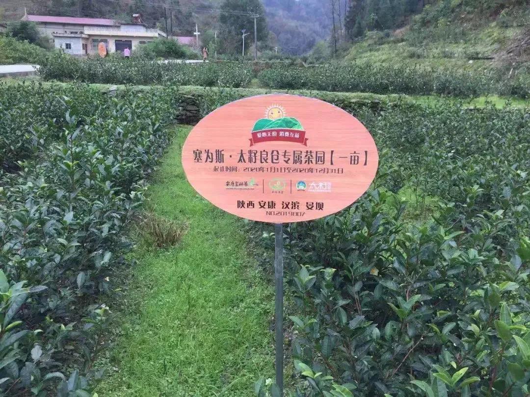 安康富硒茶的口感