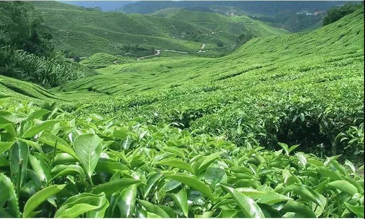 肝癌喝富硒茶好吗