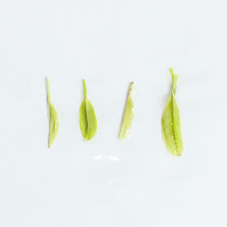 看看分析峡谷沙龙2022恩施玉露绿茶雨前富硒蒸青茶叶250g大罐质量反馈如何？入手使用评测结果！