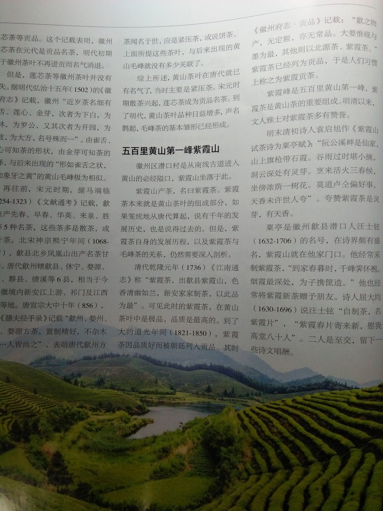 富硒野茶黄山毛峰