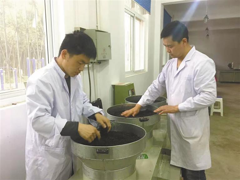 安康富硒茶的专利(安康富硒茶发展情况)-硒宝网