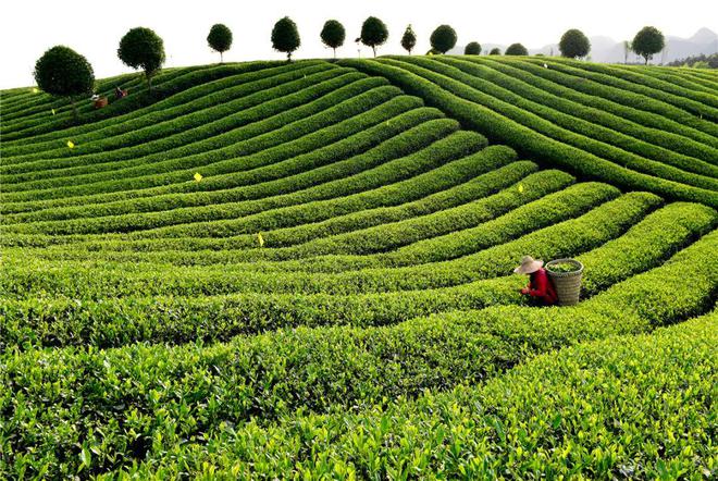 鹤山凤阳富锌硒茶