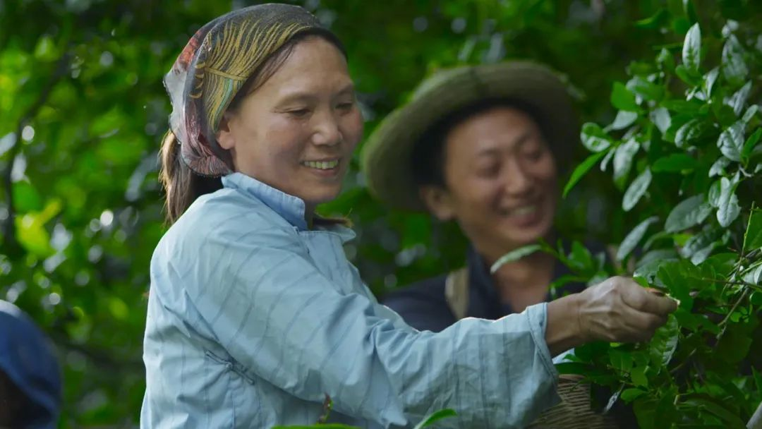湖北富硒茶哪里买