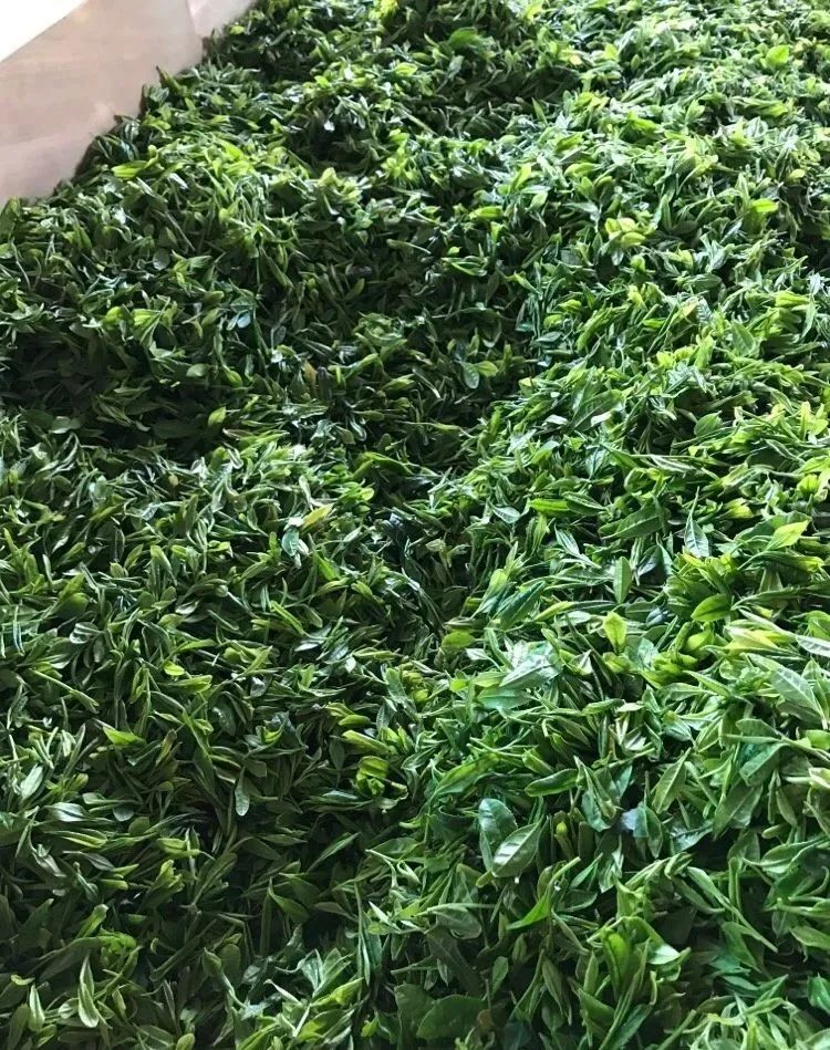 紫阳富硒茶啥档次
