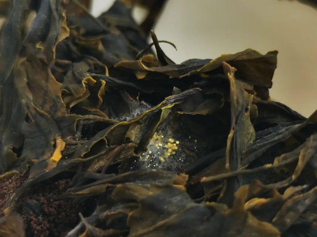 富硒茶是什么香味