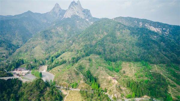 天柱山富硒富锌茶