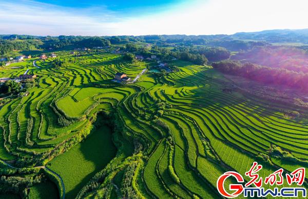 酉阳凤阳富锌硒茶