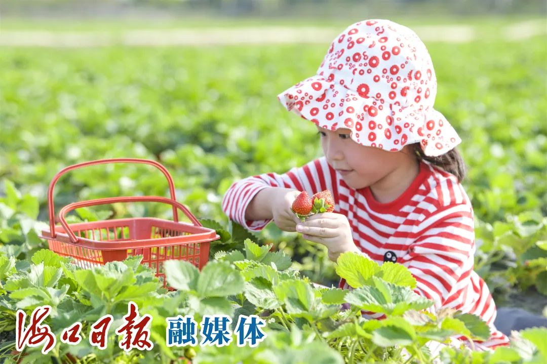 紫阳富硒茶采摘园