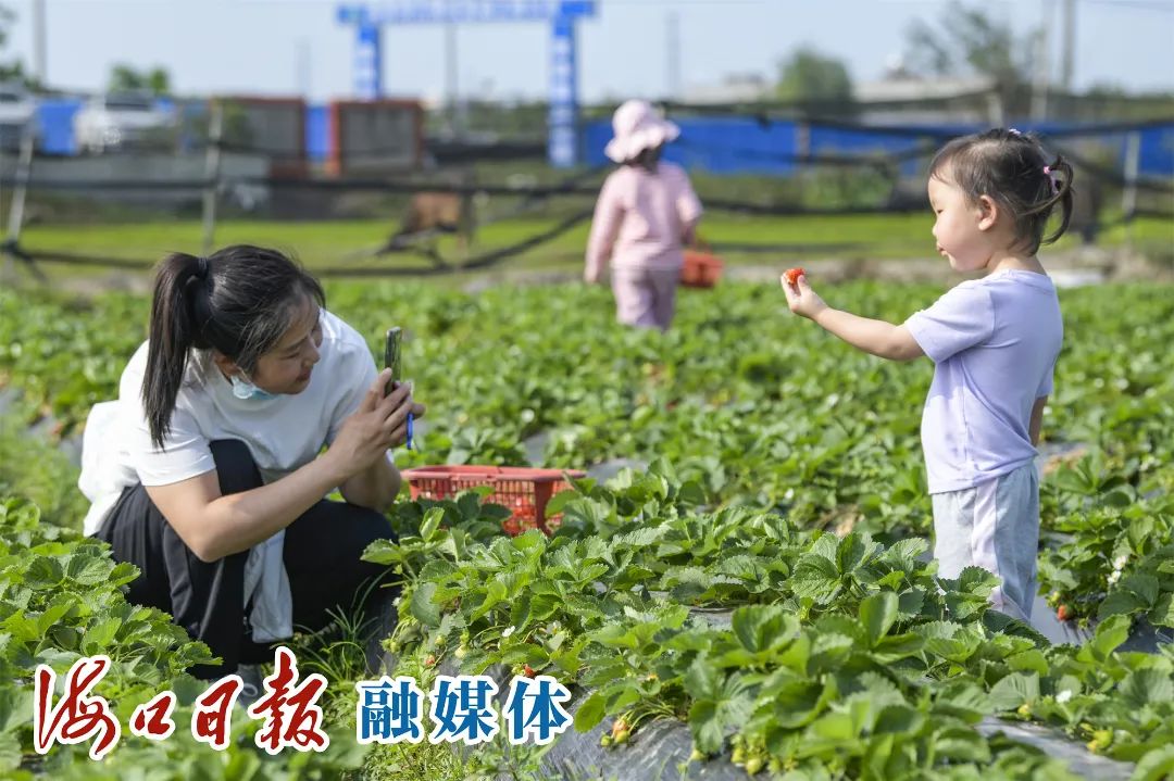 紫阳富硒茶采摘园