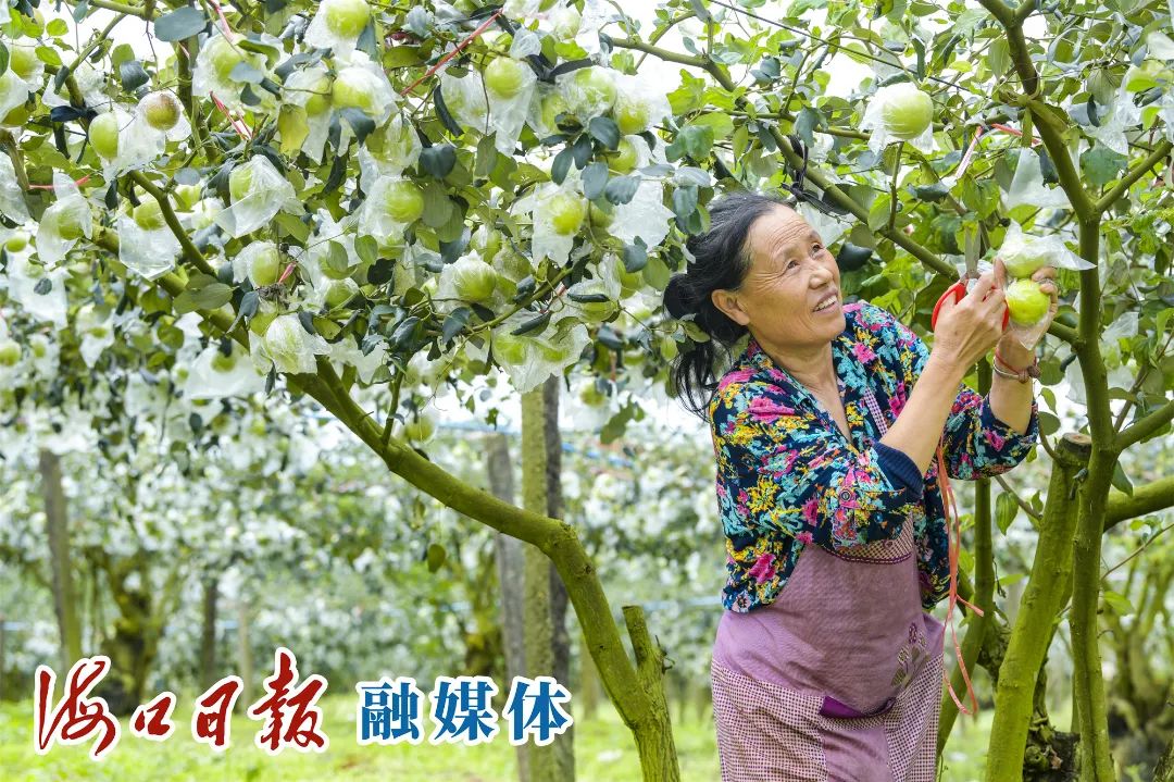 紫阳富硒茶采摘园