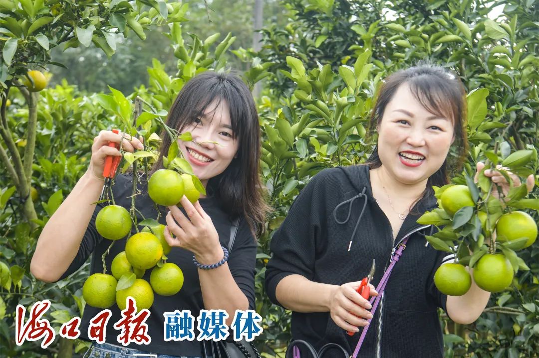 紫阳富硒茶采摘园