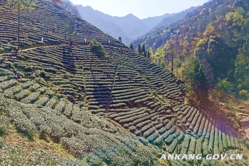 质量好安康富硒茶