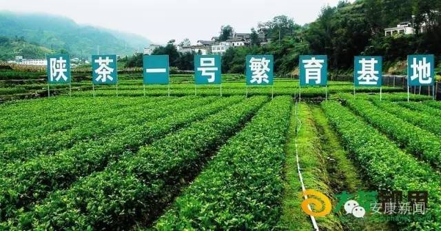 哪里买安全富硒茶