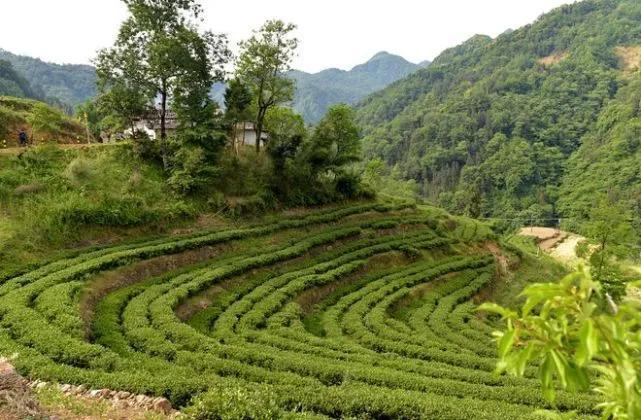 安康南宫山富硒茶