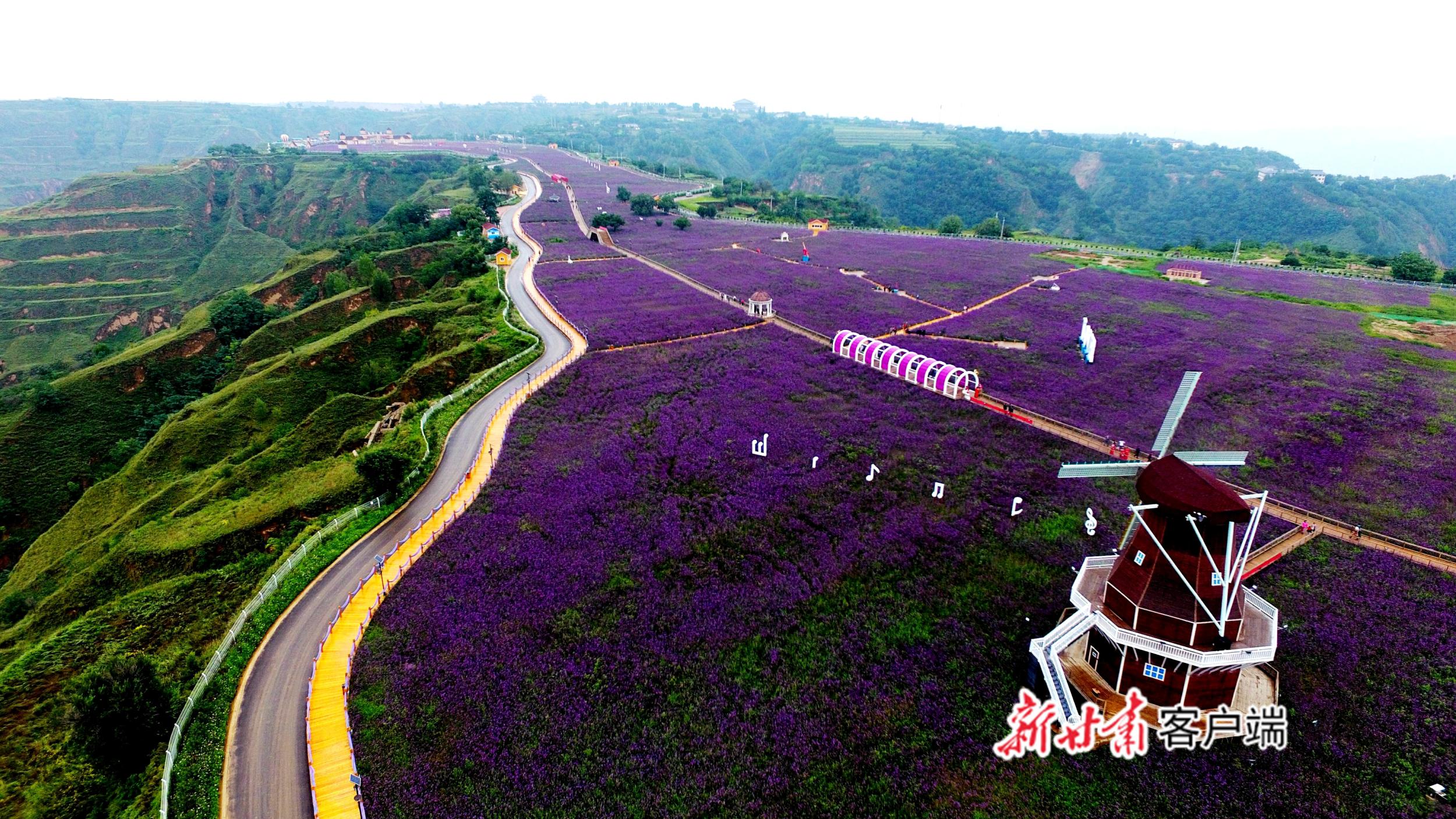 紫阳富硒茶传承人