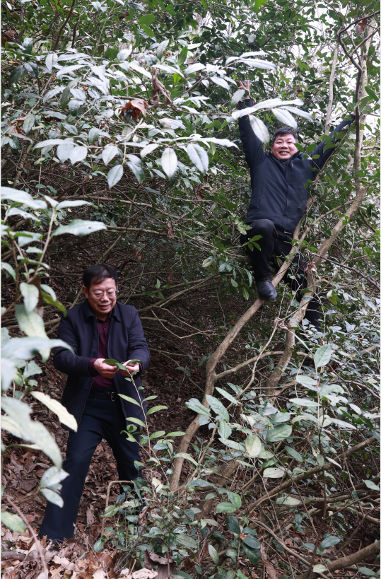 紫阳富硒茶清盛魁