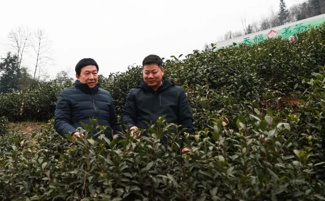 紫阳富硒茶清盛魁