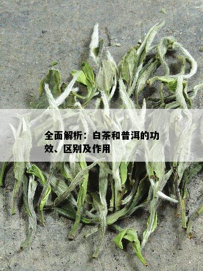 全面解析：白茶和普洱的功效、区别及作用