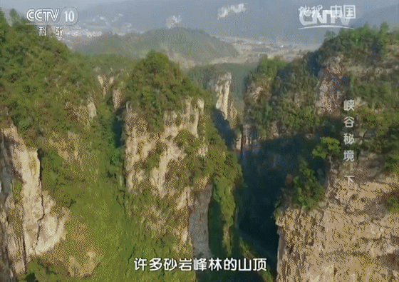 富硒莓茶用洗茶吗
