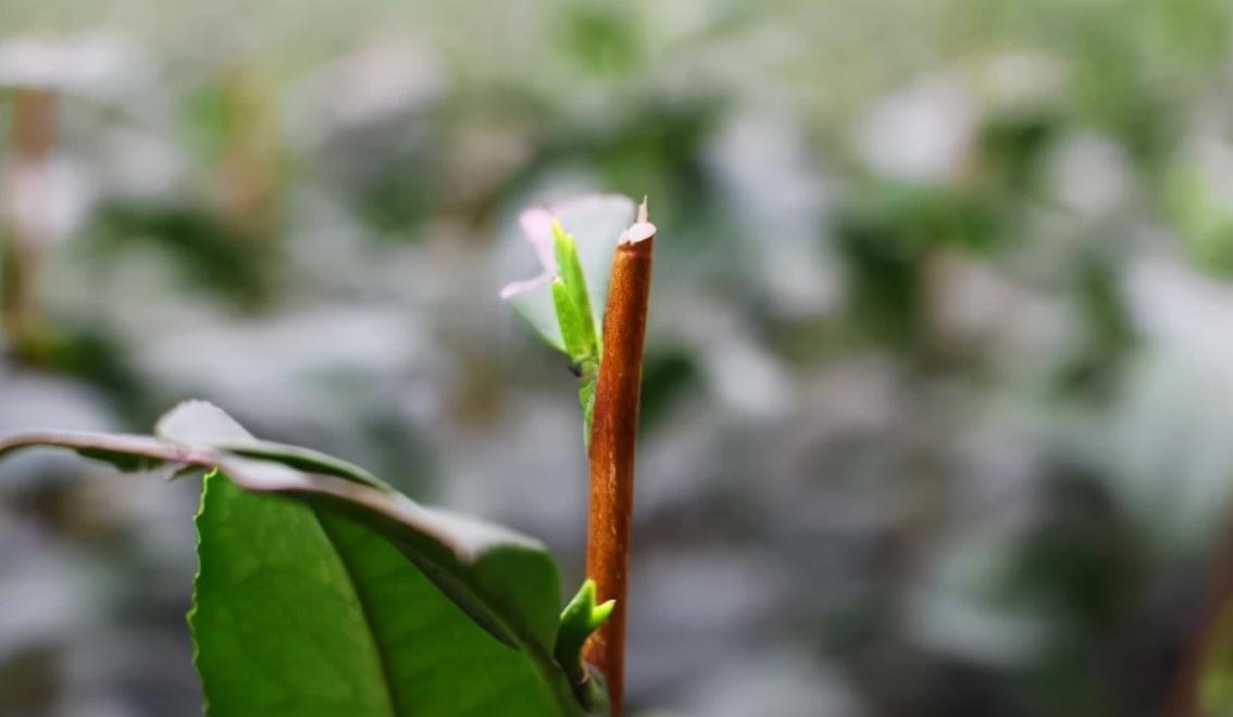 富硒茶是普洱茶吗