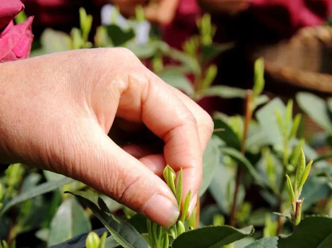 富硒茶是普洱茶吗