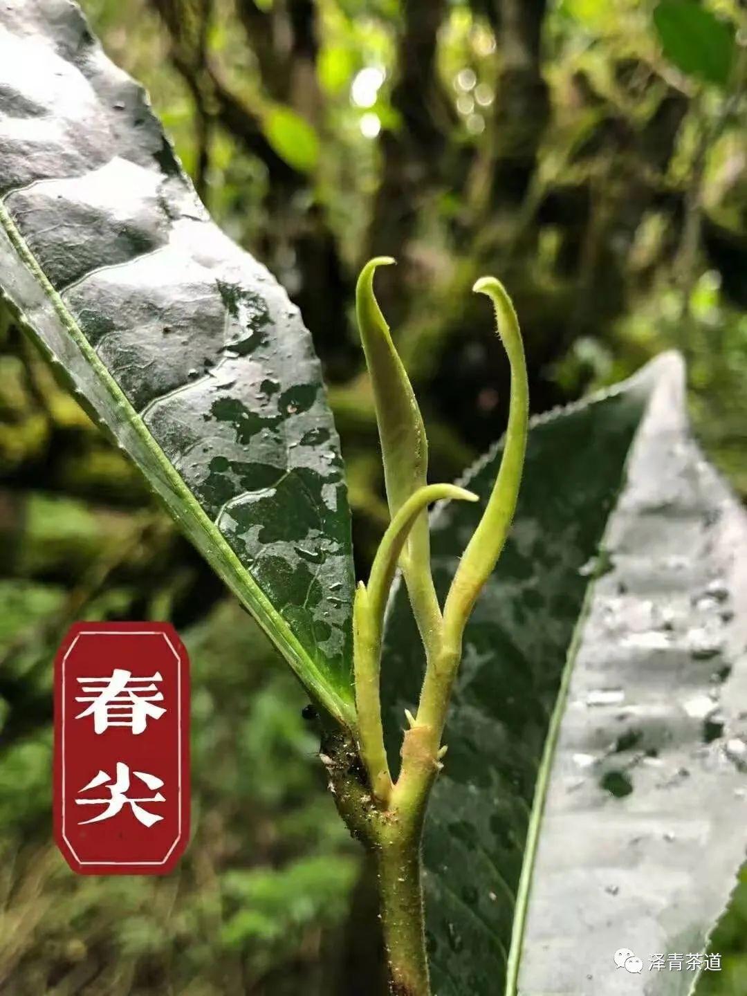 富硒茶是普洱茶吗
