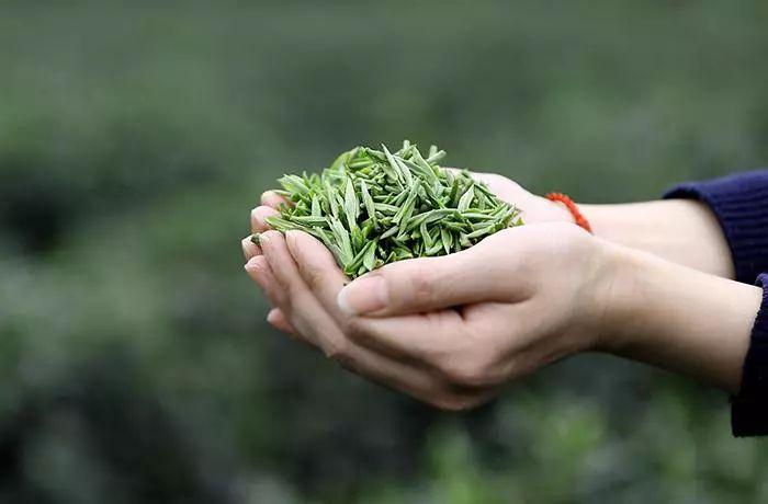 富硒茶是普洱茶吗