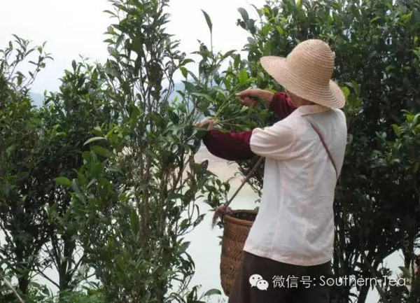 富硒单枞茶的茶干