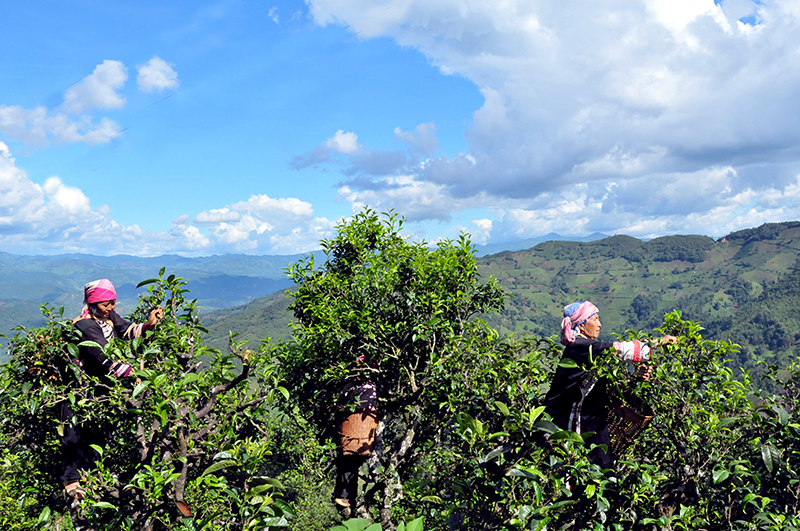 雷公山富锌富硒茶