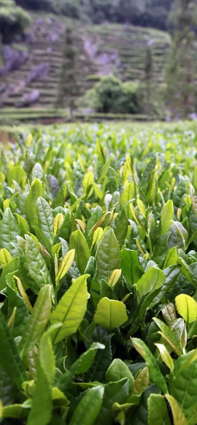 石台七都镇富硒茶