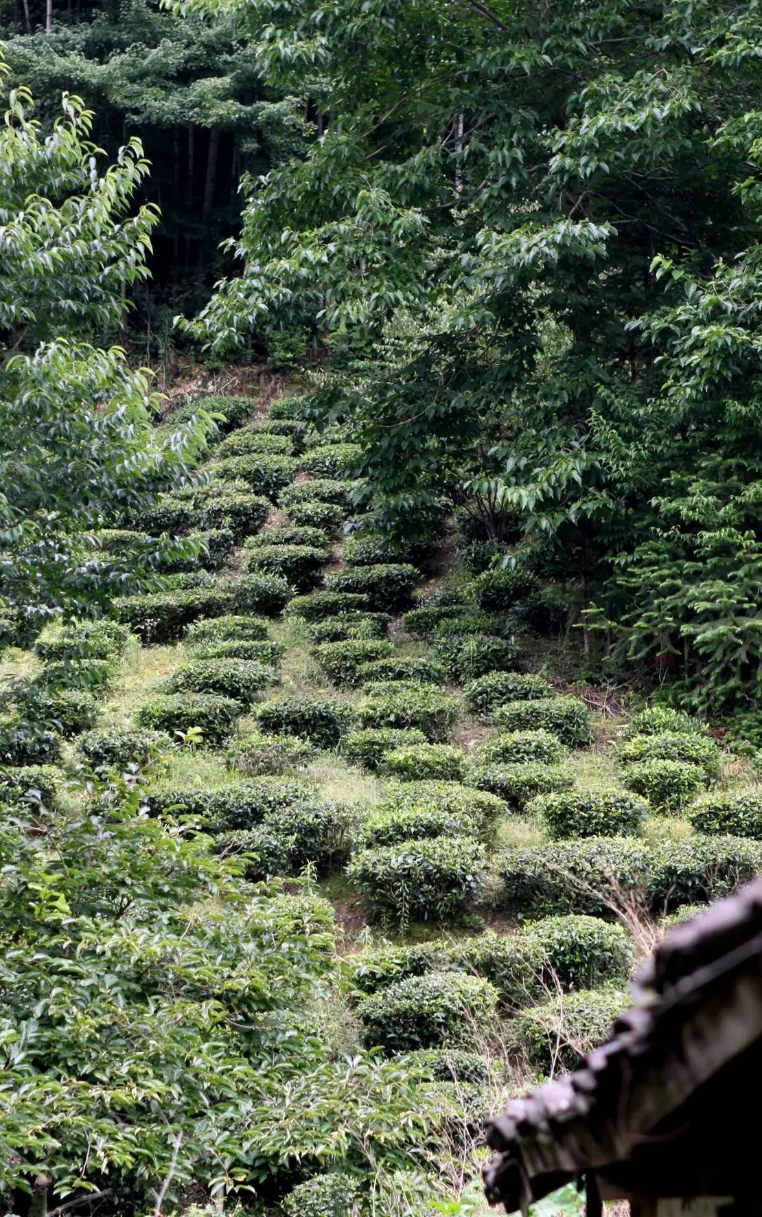 石台七都镇富硒茶