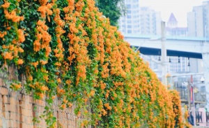 高清图集：炮仗花开满花墙，叠成花海瀑布！