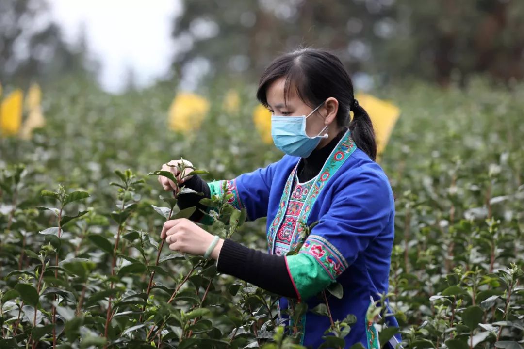 来焕古富硒茶小镇