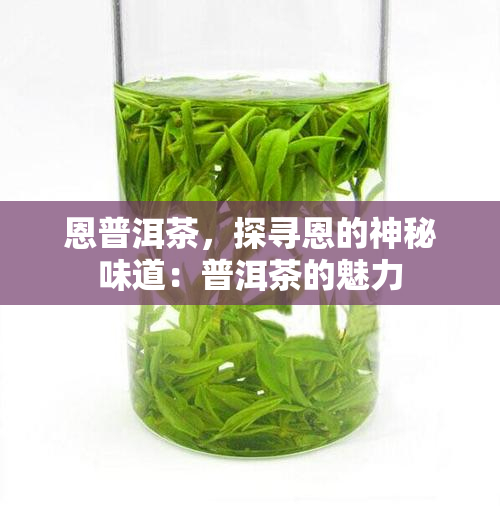 恩普洱茶，探寻恩的神秘味道：普洱茶的魅力